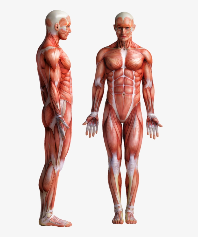Desk-1024x571 - Inner Thighs Exercise Home Machines, transparent png download