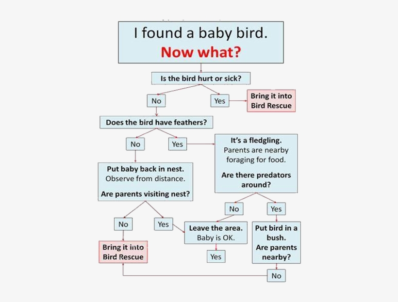 Found A Baby Bird, Now What - Bird, transparent png download