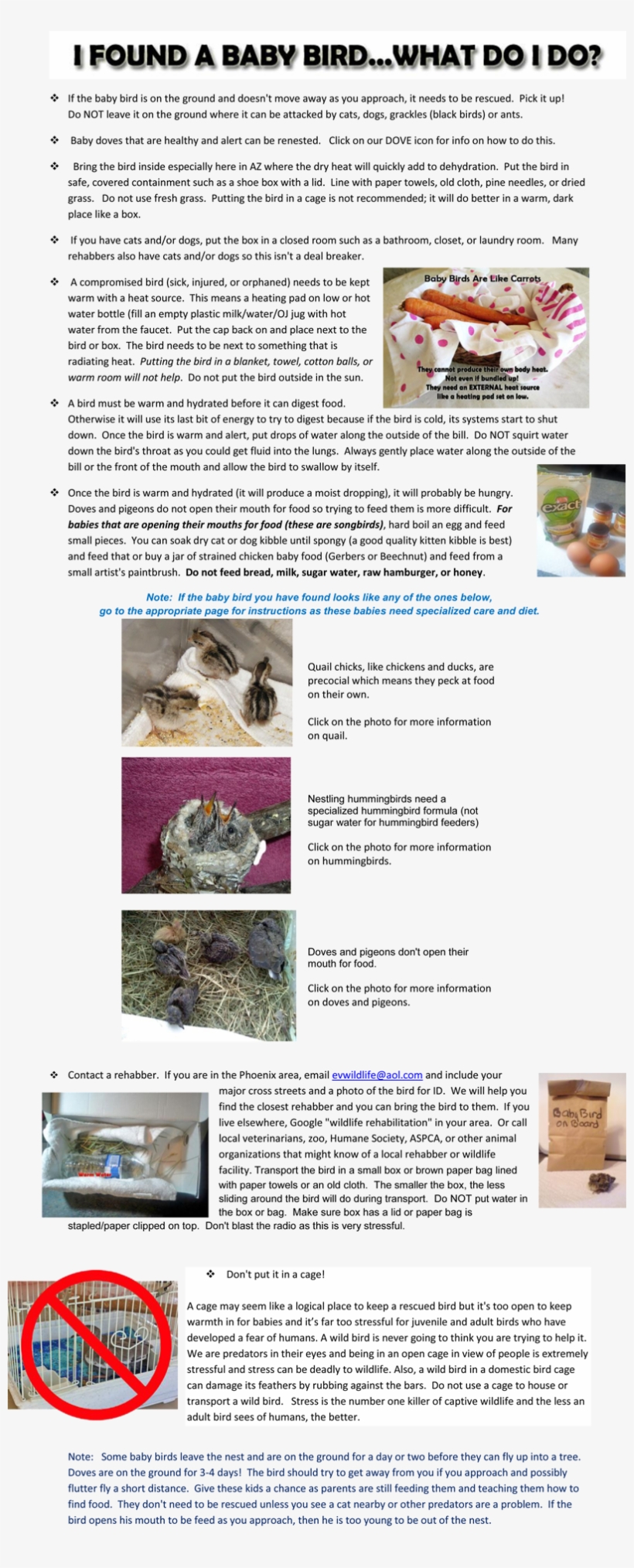 More Info On What To Do When Finding A Baby Bird * - Desert Breeze Hummingbird Habitat, transparent png download