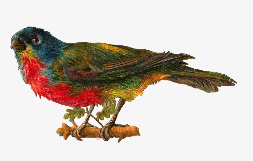 Best Pet Birds Images Birds Baby - Transparent Birds Victorian, transparent png download