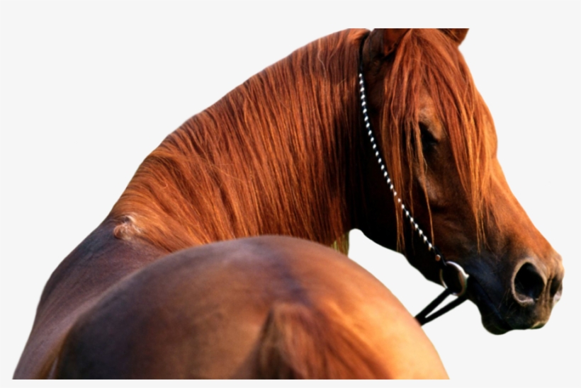 Download - Horse Head Transparent Background, transparent png download