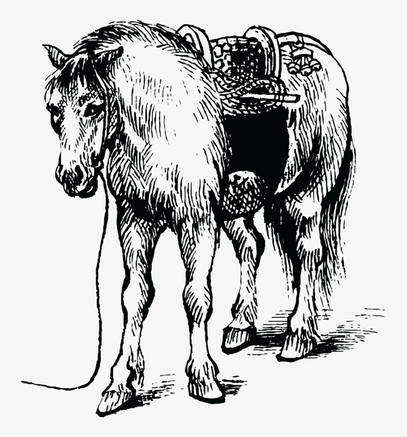 Pin Horse Png Clipart - Dibujo En Blanco Y Negro De Ciencia Y Tecnologia, transparent png download
