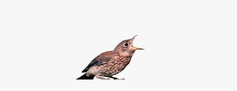 House Wren, transparent png download