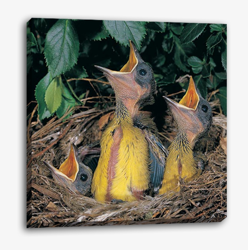 Baby Birds On Canvas - Bokmakierie, transparent png download