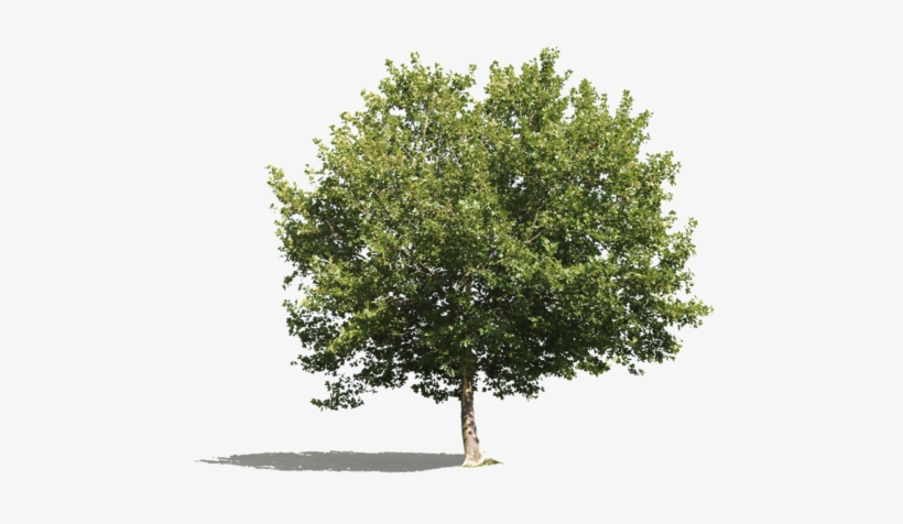 Platanus Occidentalis Iv - Oak Tree No Background, transparent png download