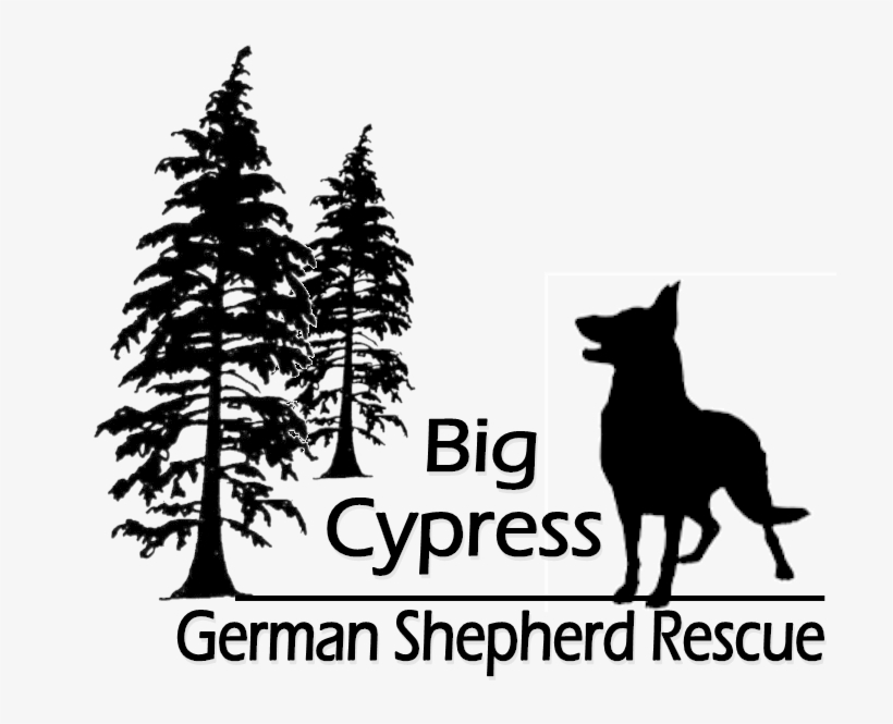 Cropped Logo Png - Redwood Tree Silhouette Png, transparent png download