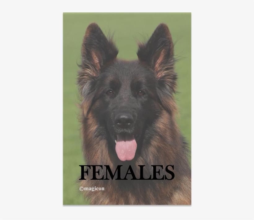 Dog, transparent png download