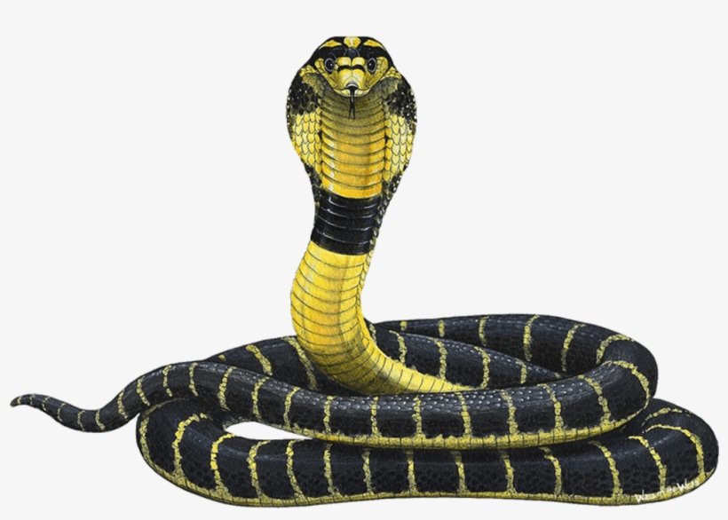 Cobra Snake Png For Kids - Cobra Png, transparent png download
