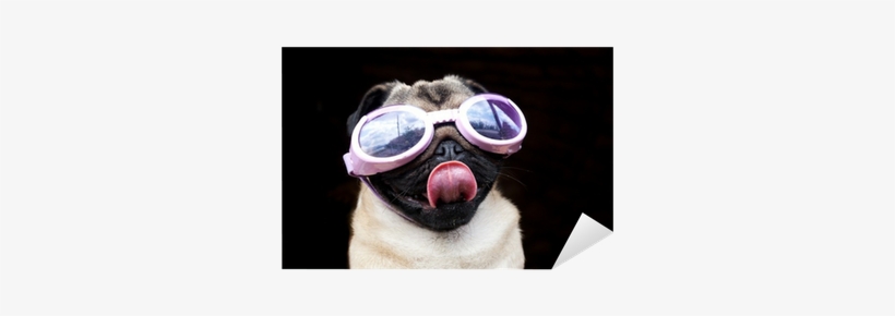 Pug With Goggle, transparent png download