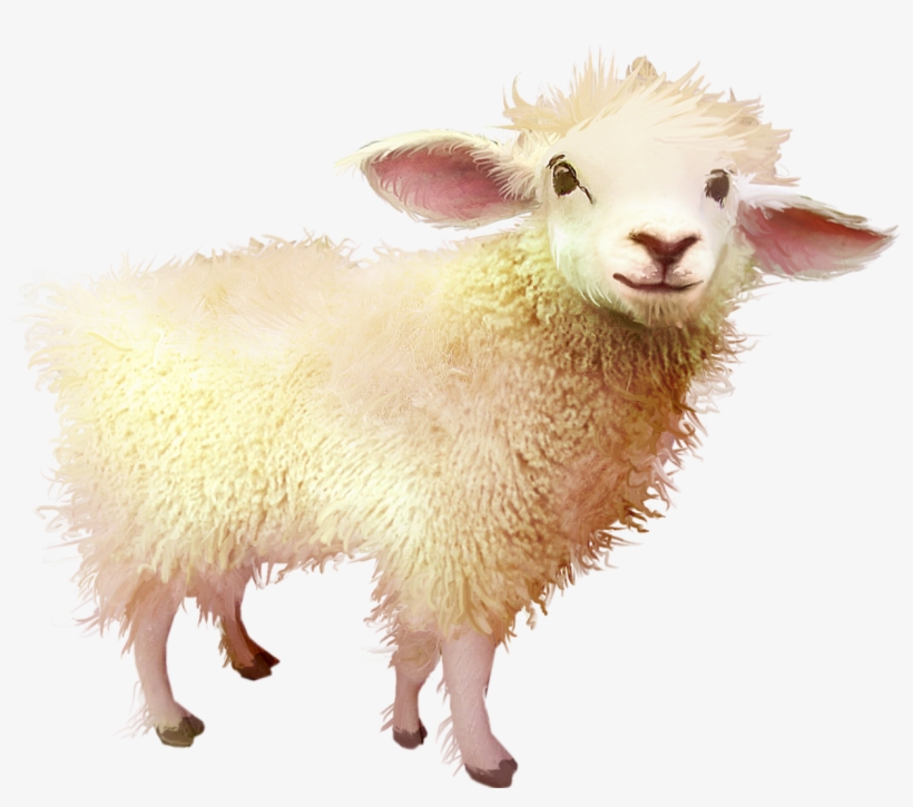 Sheep, transparent png download