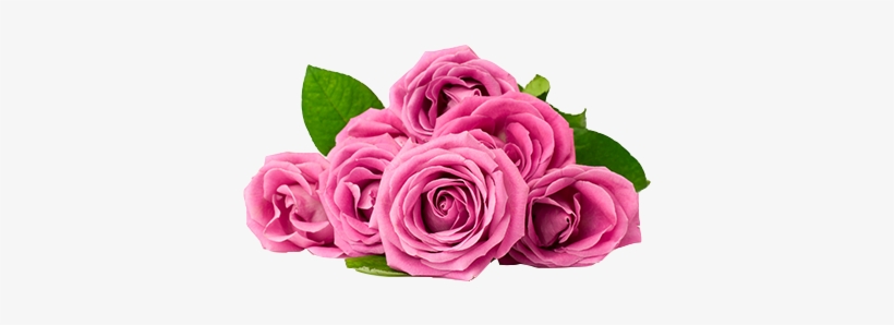 Rose De Mai Essential Oil - Engagement Anniversary Wishes For Friend, transparent png download