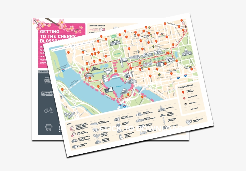 Cherry Blossom Guide Cover Graphic - Plan, transparent png download