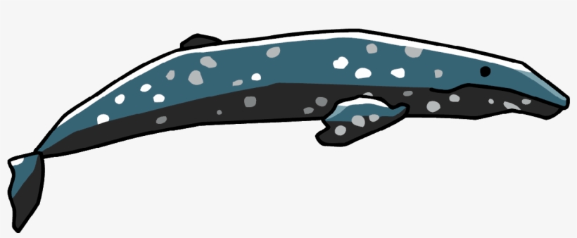 Cetacea Png Image - Clip Art, transparent png download