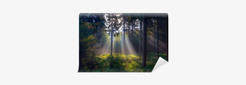 Ferns In A Forest, transparent png download
