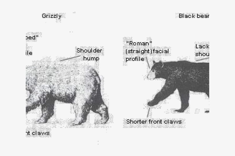Polar Bear Clipart Brown Bear - Bear, transparent png download