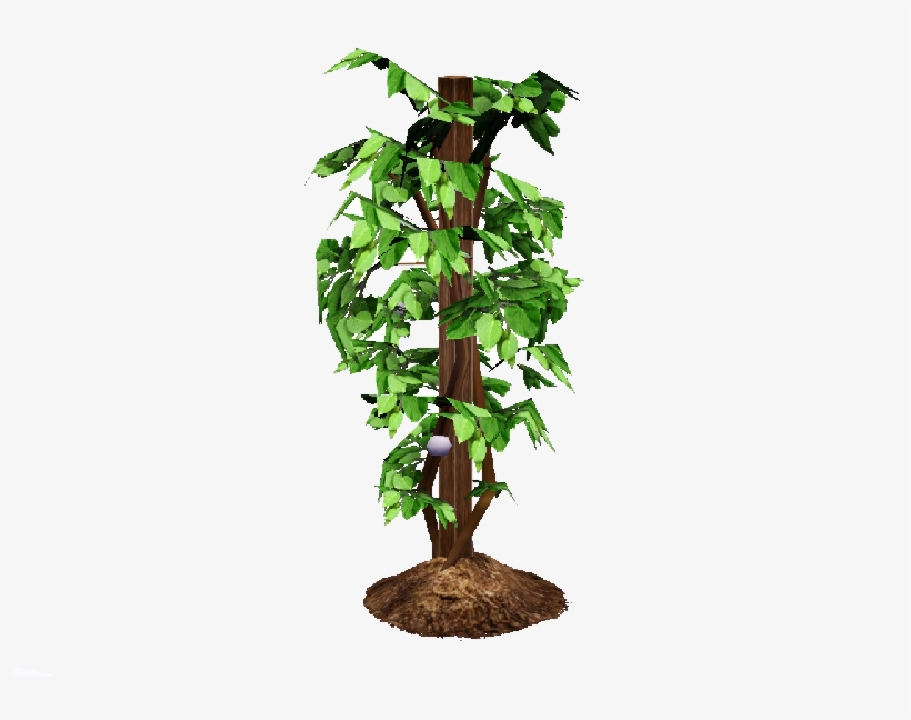 Flame Fruit Bush, Garlic Plant - Egg Plant Bush, transparent png download