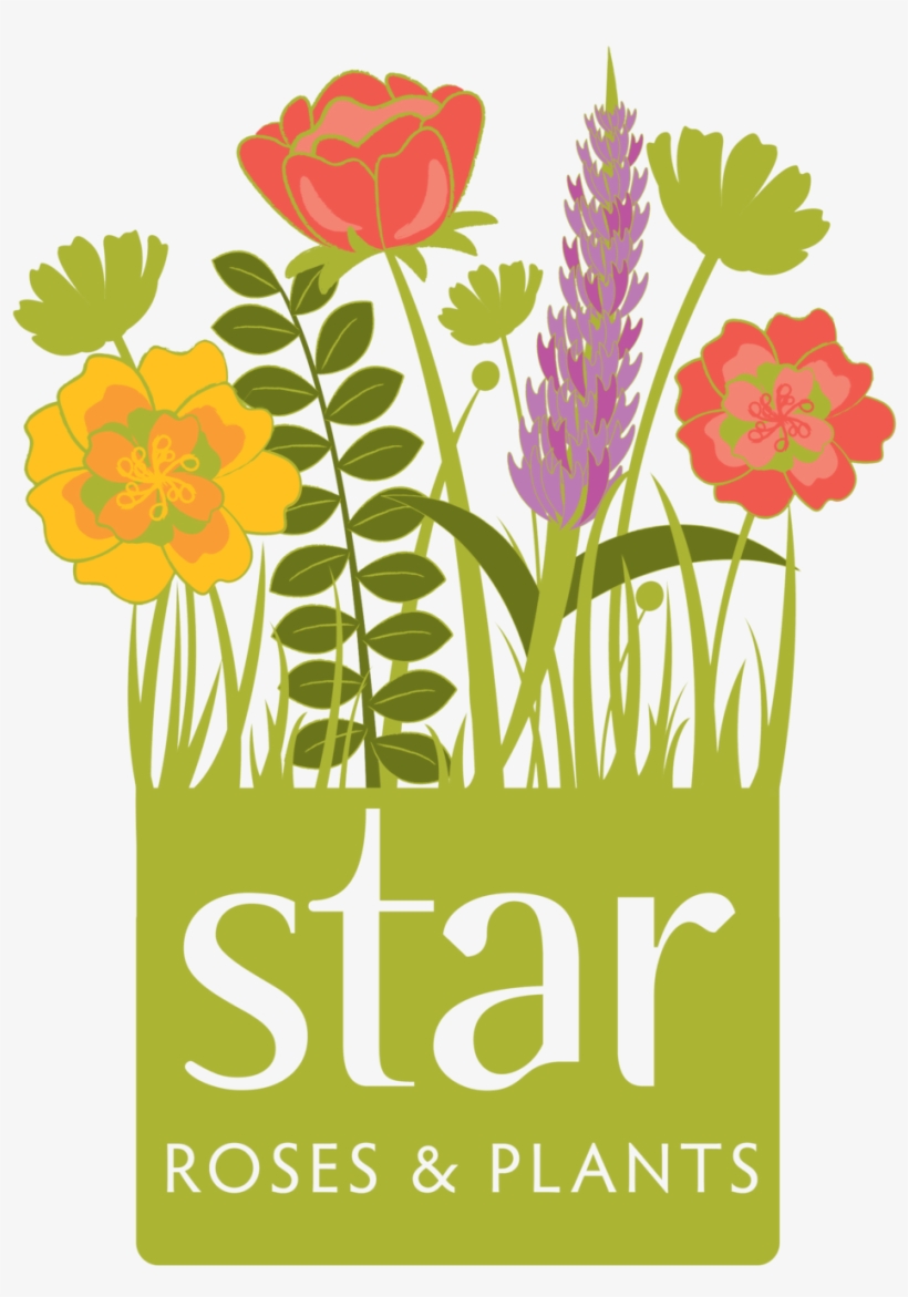 Srp Logo - Star Roses And Plants Logo, transparent png download