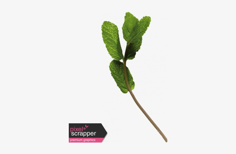 Branch Of Mint - Digital Scrapbooking, transparent png download