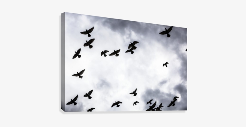 Low Angle View Of Silhouetted Flock Of Birds Flying - Flock Of Birds Against Clouds Canvas, transparent png download