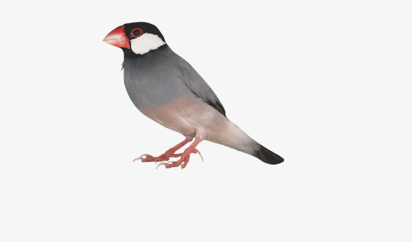 Sparrow Bird Png Photo - Birds Transparent Png, transparent png download