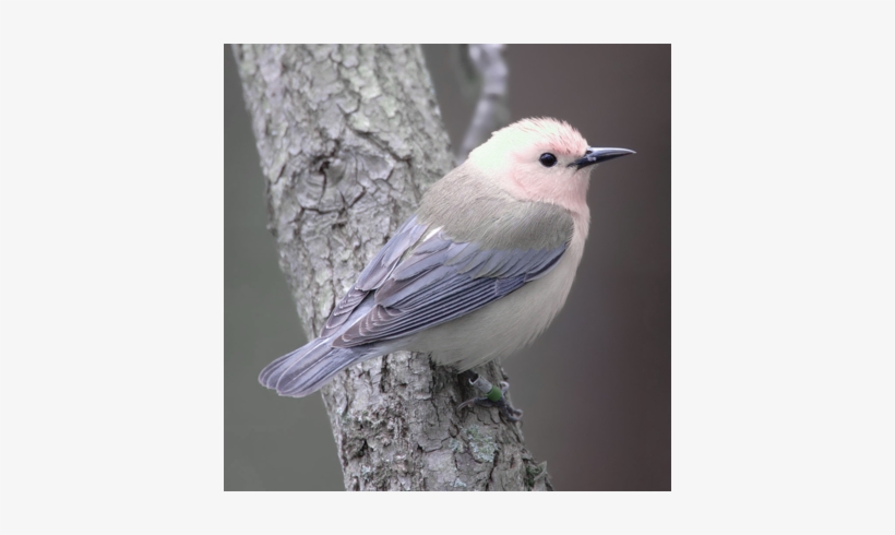 Corvette , Smurf Etc - Yellow And Grey Birds Of Ontario, transparent png download