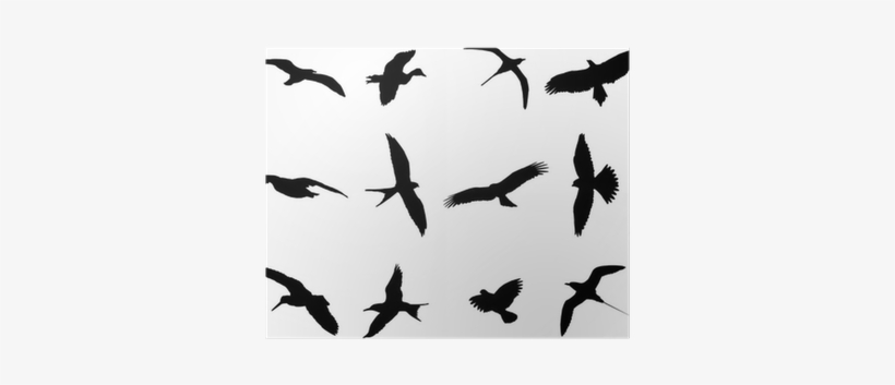 Birds Silhouette Collection - Bird Silhouette, transparent png download