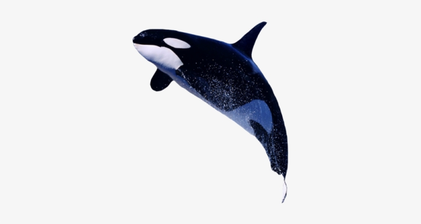 Killer Whale Png Transparent Images - Killer Whale Transparent, transparent png download