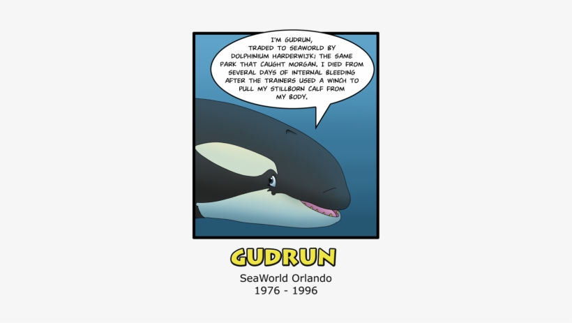 February 25th - Orca Aware, transparent png download