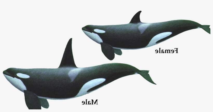 Gallery Description - Wall Decal, transparent png download