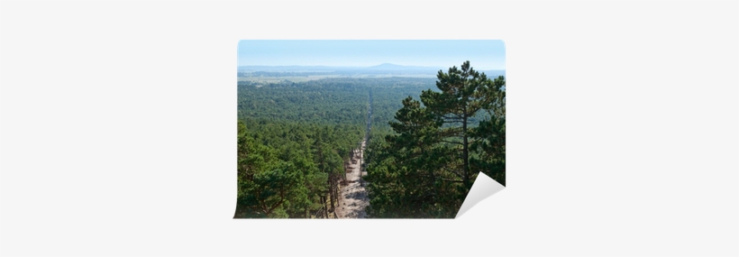 Slowinski National Park Aerial View Wall Mural • Pixers® - Grove, transparent png download