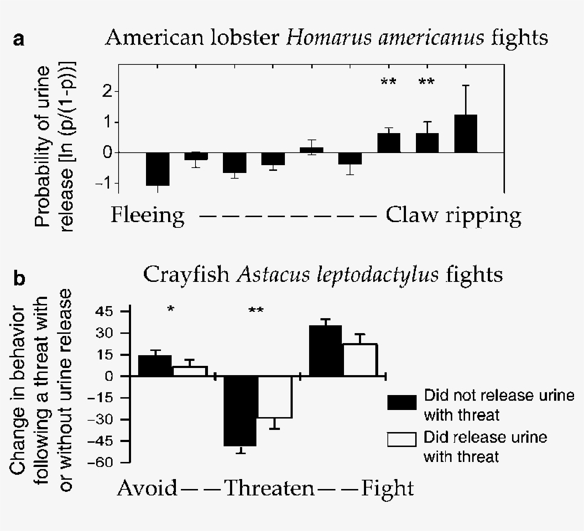 3 Lobsters And Crayfish May Hide Chemical Cues Of Aggression - Lobster, transparent png download
