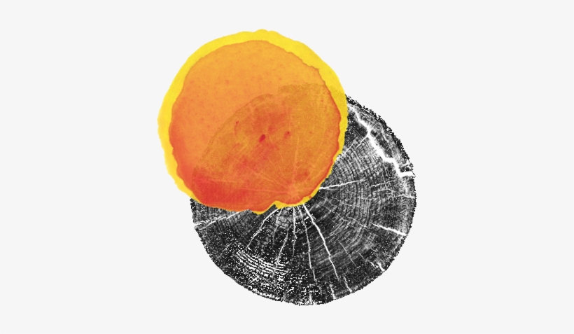 Tree Tops In Association With The City Of Adelaide - Tree Stump, transparent png download