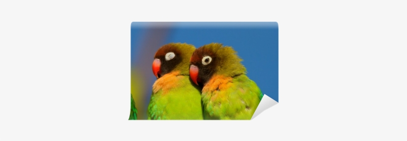 Bird, transparent png download