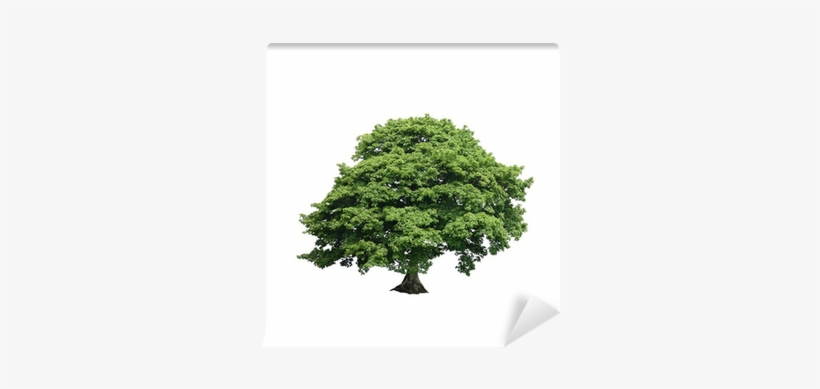 Sycamore Tree White Background, transparent png download