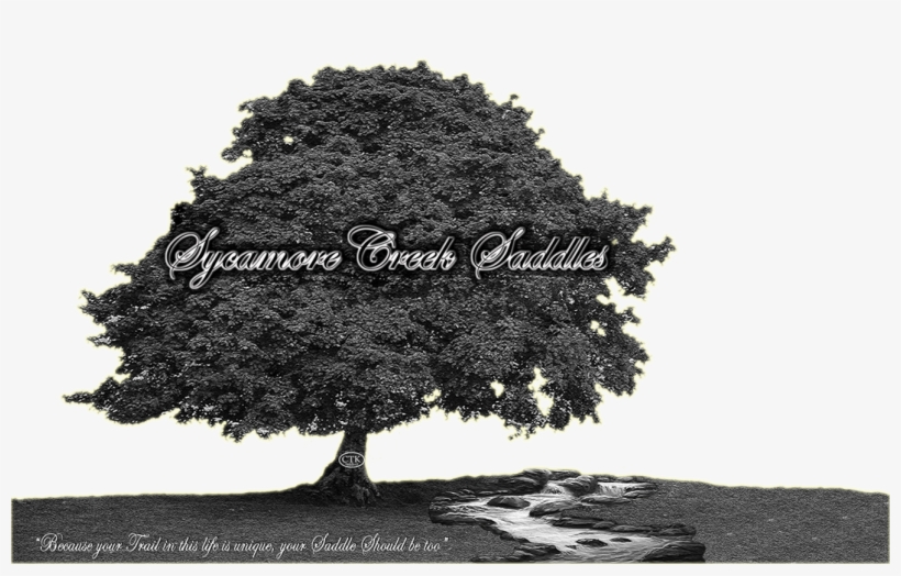 Sycamore Creek Saddles - Sycamore Tree, transparent png download