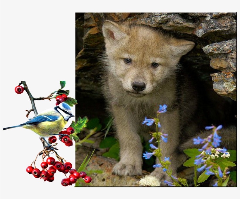 Explore Big Bad Wolf, Wolf Puppies, And More - Wolf Cubs Playing, transparent png download