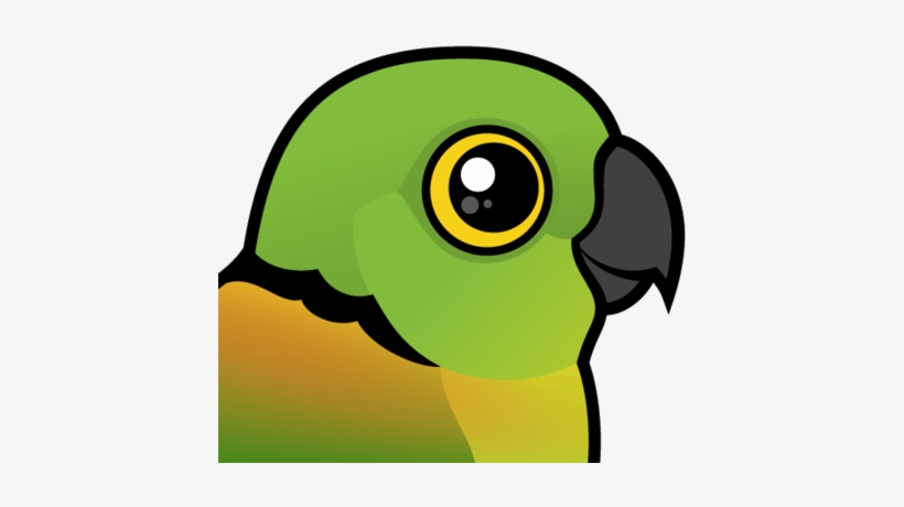 About The Black-collared Lovebird - Black-collared Lovebird, transparent png download