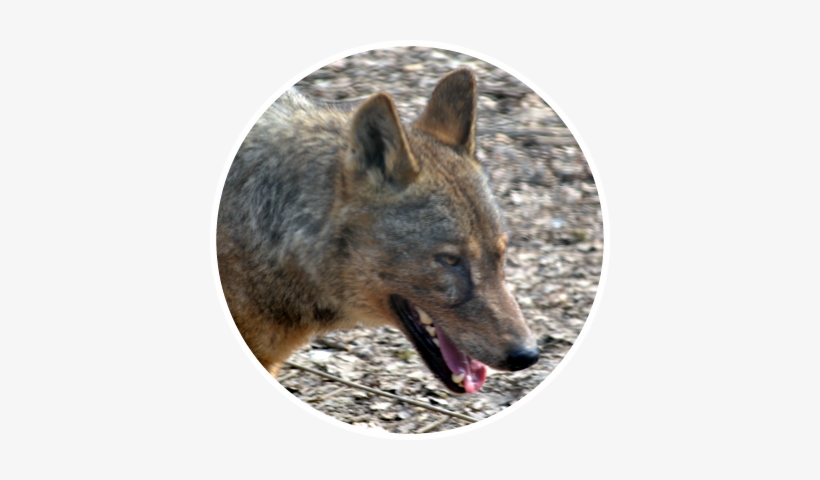 Iberian Wolf Png, transparent png download