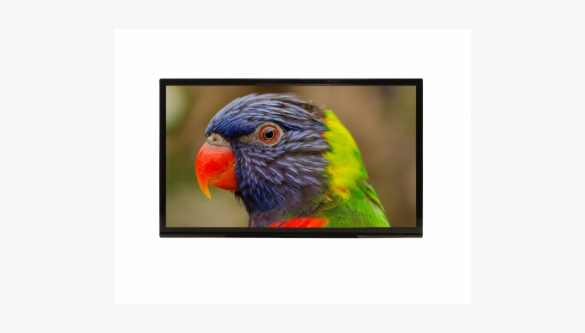 Colorful Parrot, transparent png download