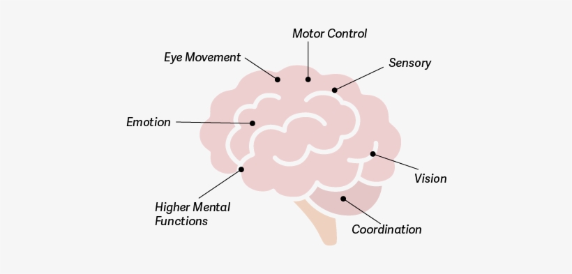 The Cerebellum Is At The Back Of Your Brain, Below - Diagram, transparent png download