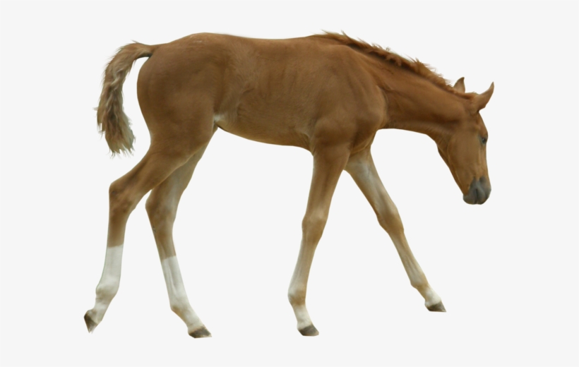 British Horse Breeding Network Foal - Horse, transparent png download