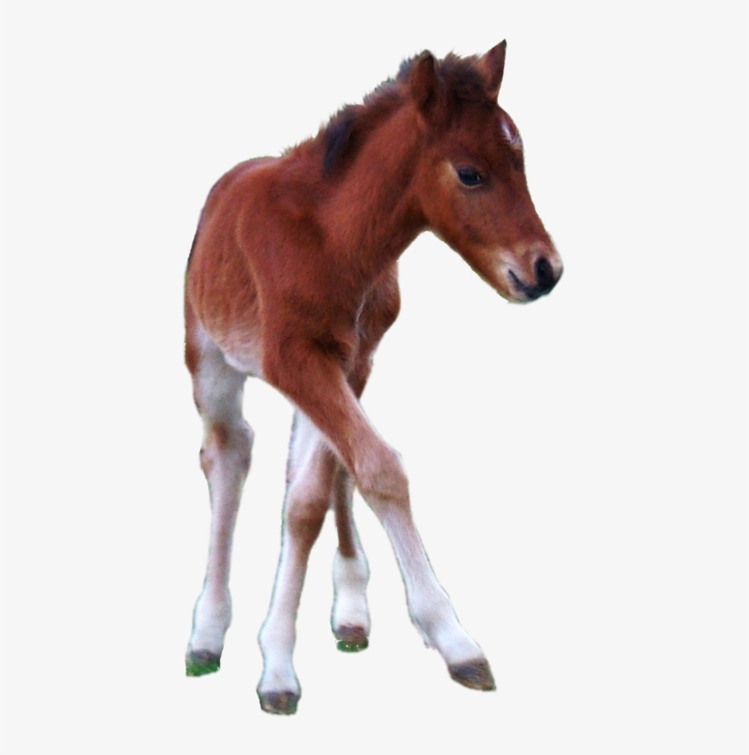 Horse Foal Png, transparent png download