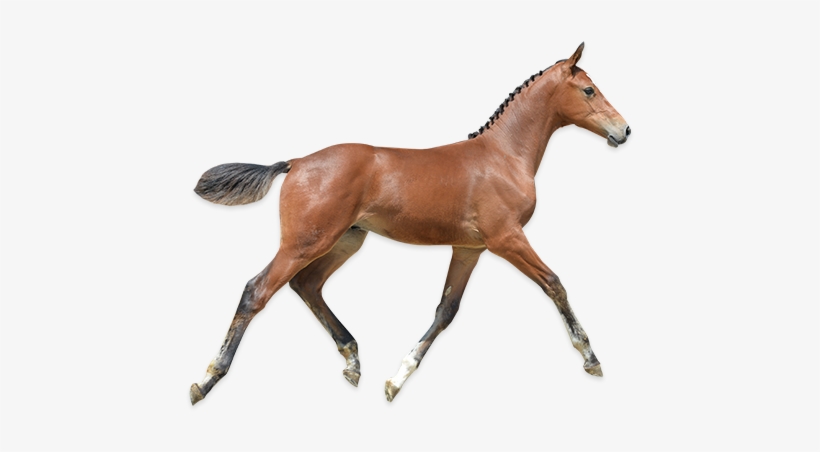 Foal Transparent, transparent png download