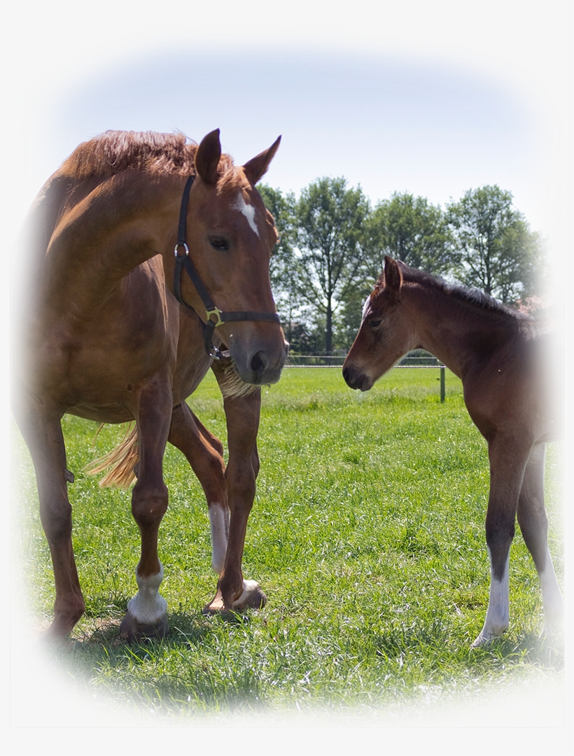 Every Foal At Bruers Horses Is Of High Quality - Sorrel, transparent png download