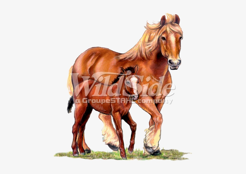 Country Mare & Foal - Erde Liegt Auf Dem Rücken, transparent png download