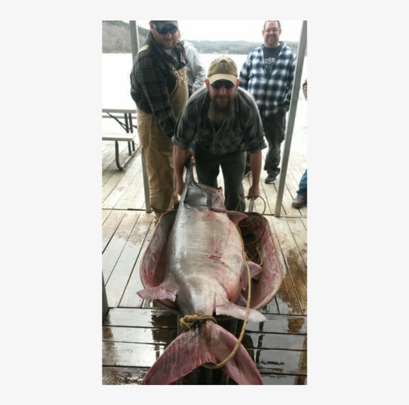 “with All Three Of Us Lunging Over The Side, Grabbing - Recreational Fishing, transparent png download