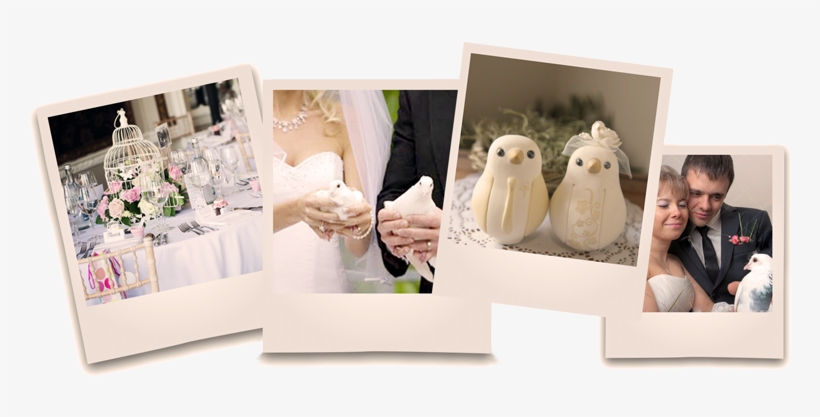 Dove Release For Weddings - Pigeons And Doves, transparent png download