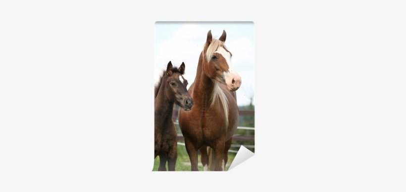 Brown Mare With Long Mane Standing Next To The Foal - Bed Sheet, transparent png download