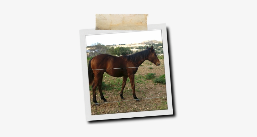 Maggie - Foal, transparent png download
