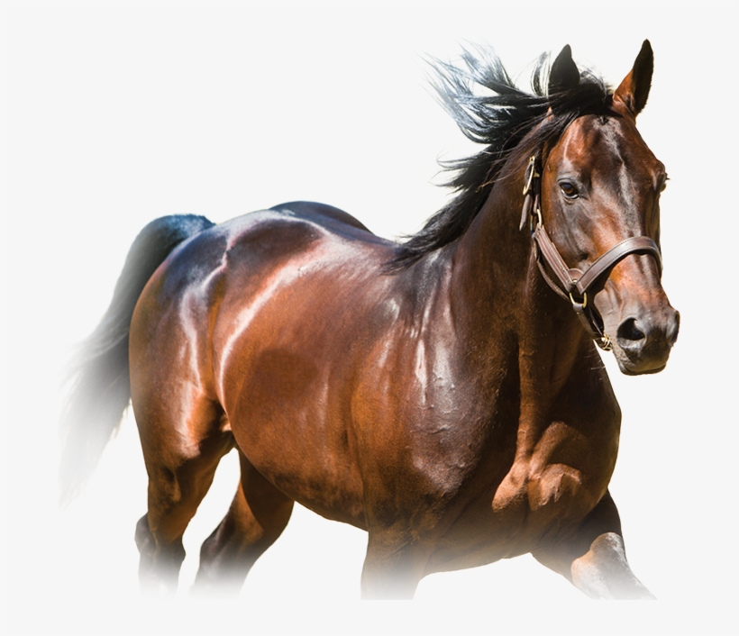 Foals O - S - S - And Breeders Crown Eligible Loyalty - Tara Hills Stud Ltd, transparent png download